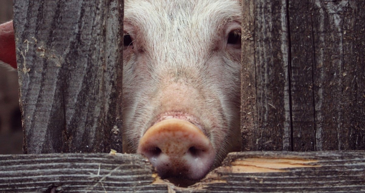 Un nuevo estudio ha conseguido resucitar células muertas en el cerebro de cerdos