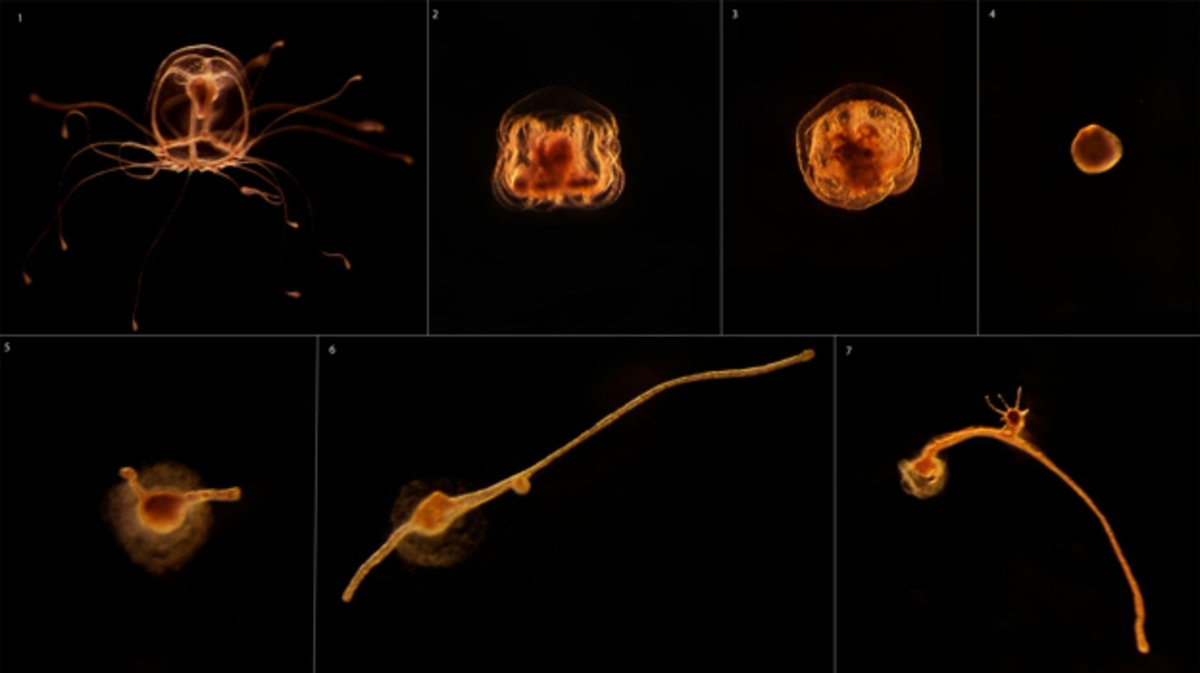 Regeneración de Turritopsis dohrnii