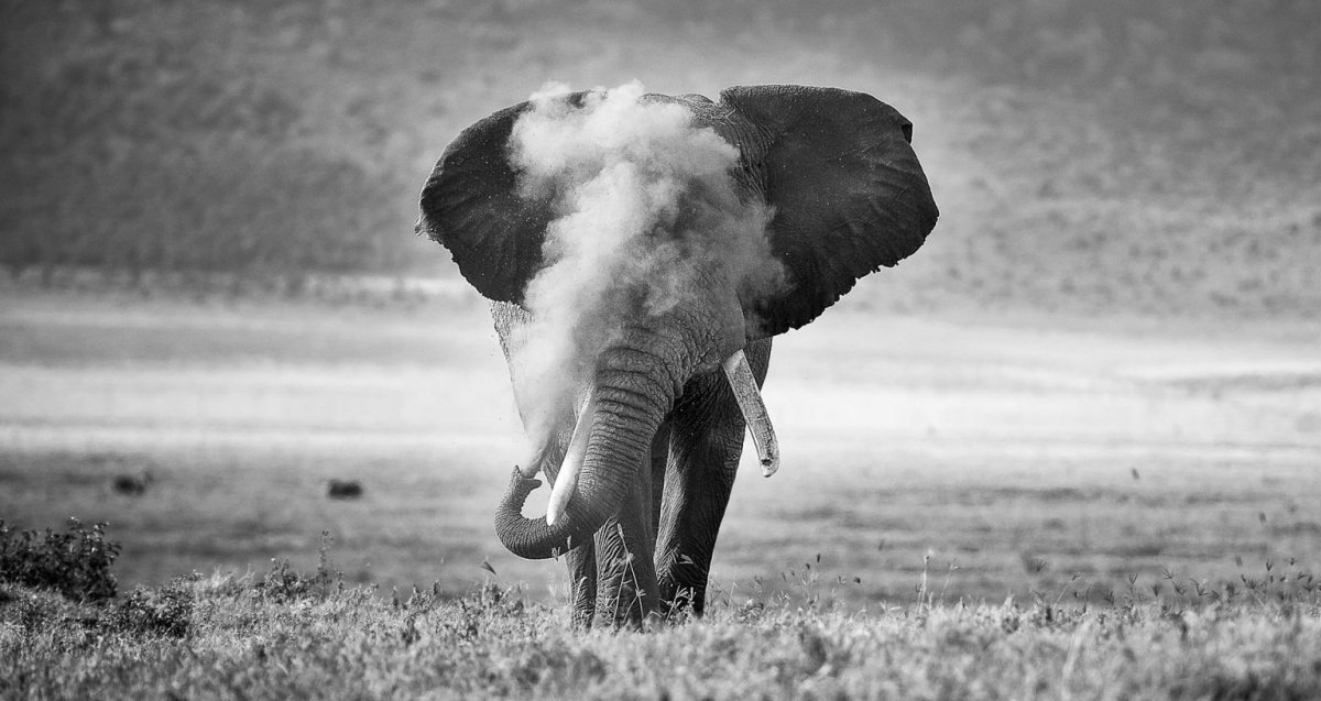 ‘African Elephant Puffing Dust’ es el nombre de la fotografía de Michael Snedic