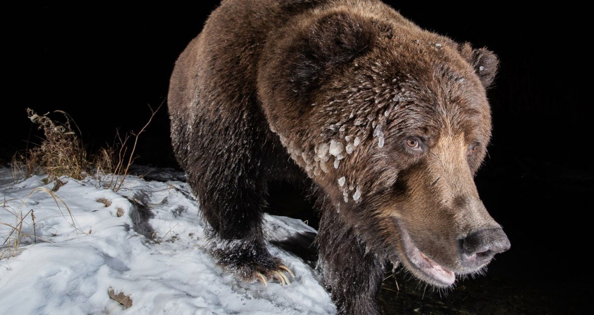 ‘Ice Bear’ de Geoffrey Reynaud