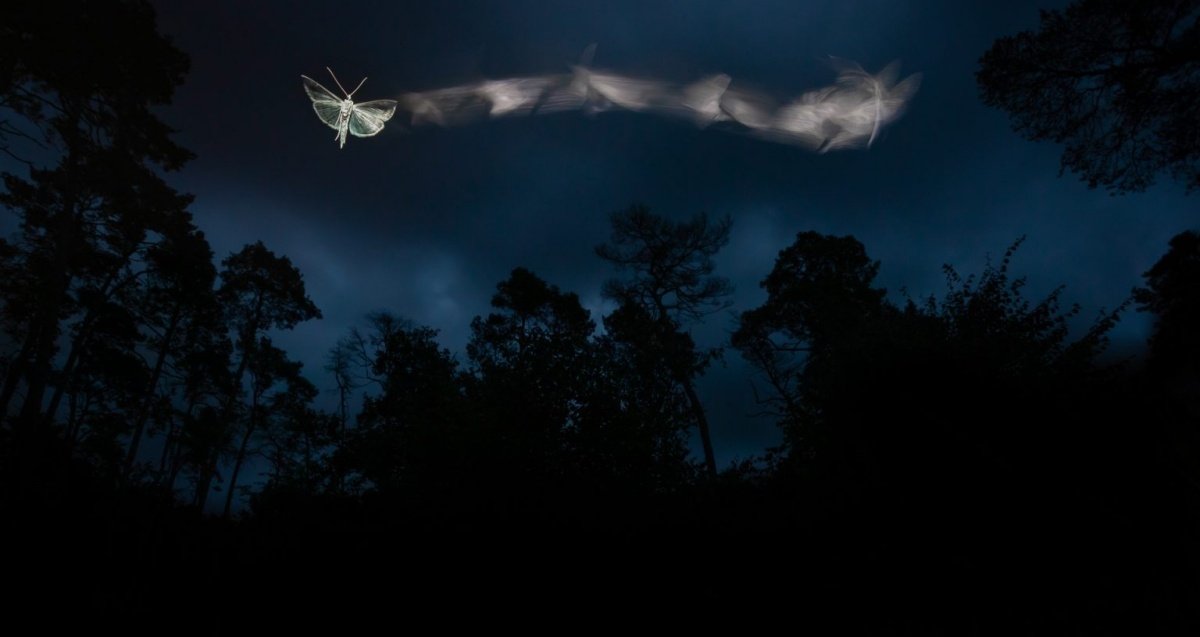 ‘The Journey of a Moth’ es la fotografía ganadora de Tibor Litauszki