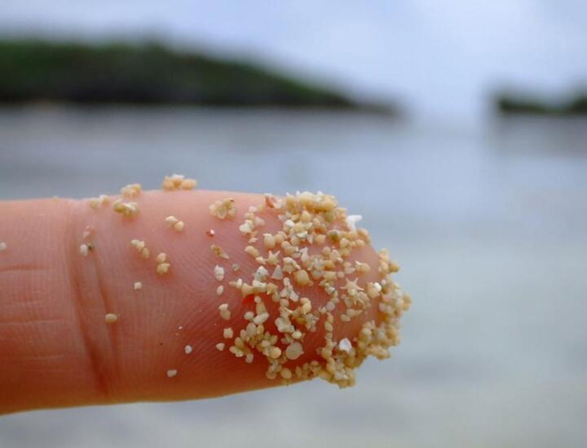 No es arena, son esqueletos de hace millones de años: el misterio detrás de las playas "estrelladas" en Japón