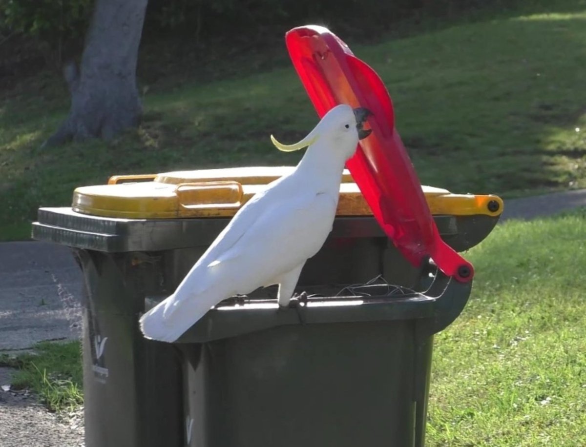 Australia se enfrenta al ataque de las cacatúas inteligentes: saben cómo abrir los contenedores de basura