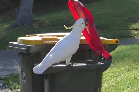 Australia se enfrenta al ataque de las cacatúas inteligentes: saben cómo abrir los contenedores de basura