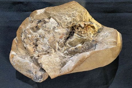 Un corazón con más de 380 millones de años: este fósil ha dejado atónitos a los expertos Un corazón con más de 380 millones de años: este fósil ha dejado atónitos a los expertos