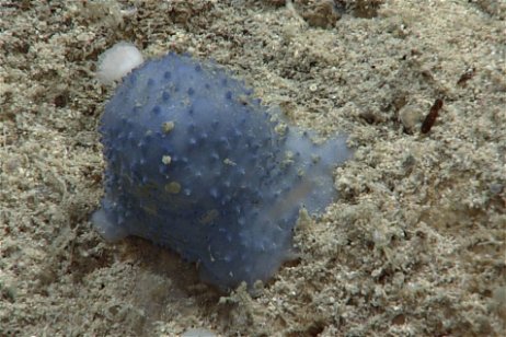 Hemos encontrado este extraño moco azul en el fondo marino, y los científicos no tienen ni idea de qué es