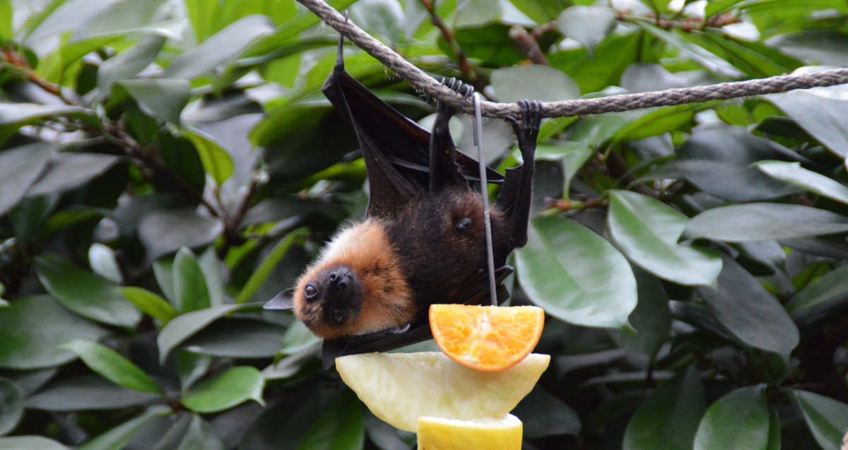 La agresividad vocal del murciélago de la fruta