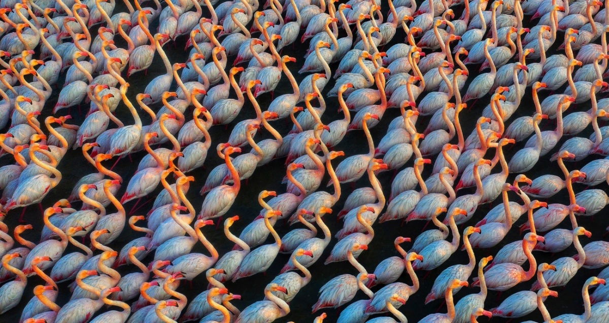 Los flamencos han sido vencedores en la categoría animal