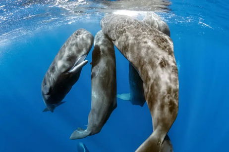 Traduciendo a ratas, murciélagos y ballenas: la tecnología está cada vez más cerca de entender a los animales Traduciendo a ratas, murciélagos y ballenas: la tecnología está cada vez más cerca de entender a los animales
