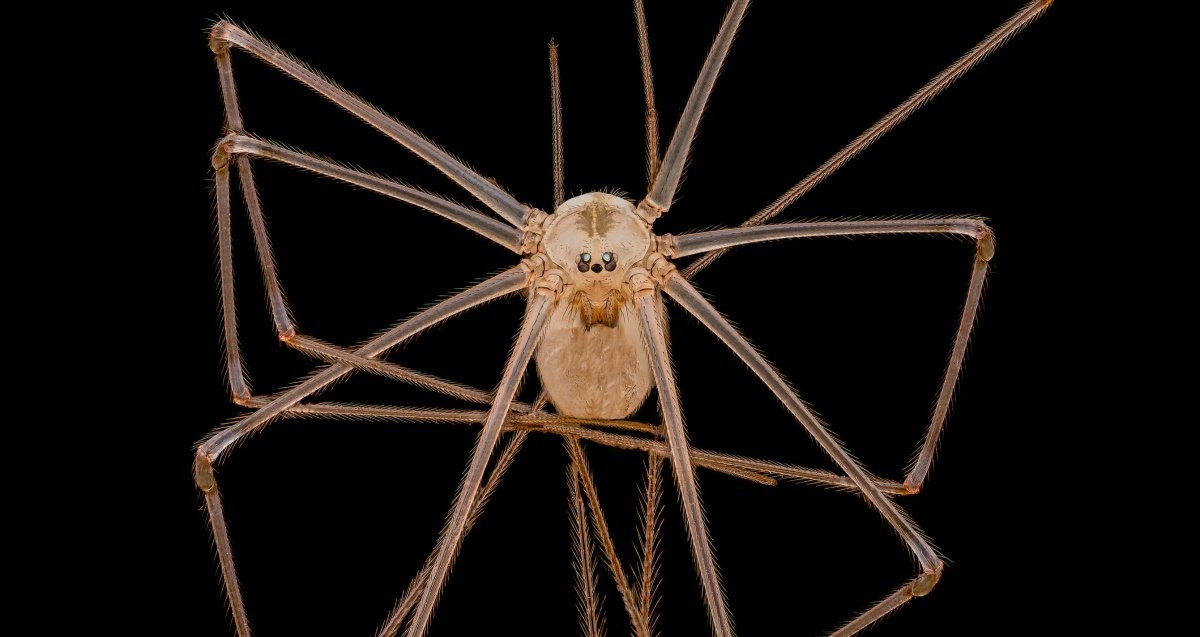 Esta araña mezcla belleza y horror a partes iguales