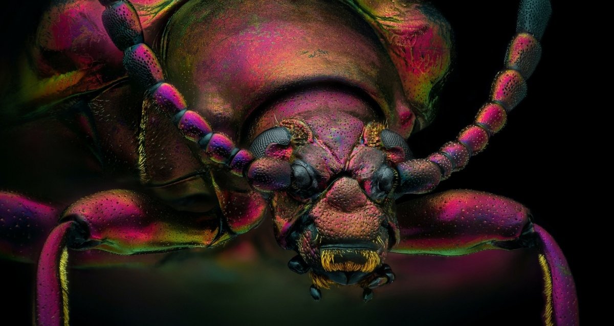 Este escarabajo parece estar dispuesto a pelearse con quien haga falta