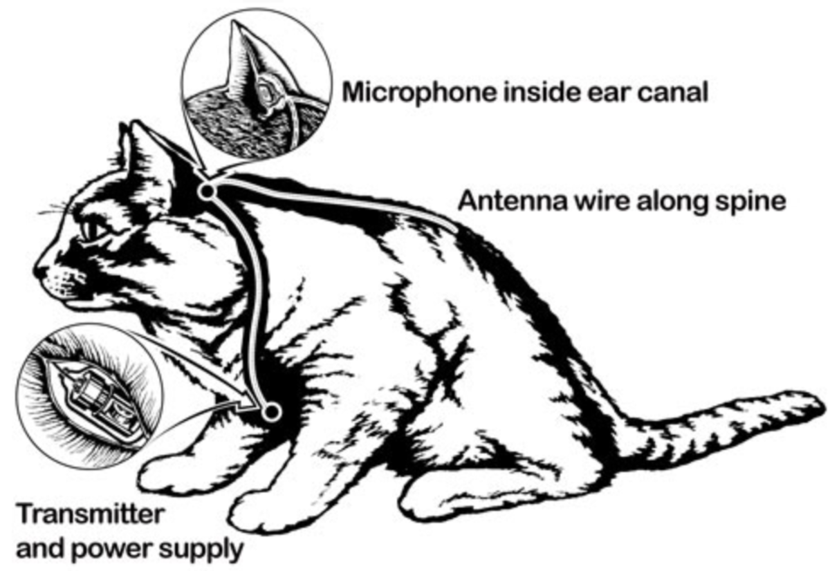 <strong>Dispositivos implantados en gatos espías de la CIA. Imagen: Historic Vids </strong>   