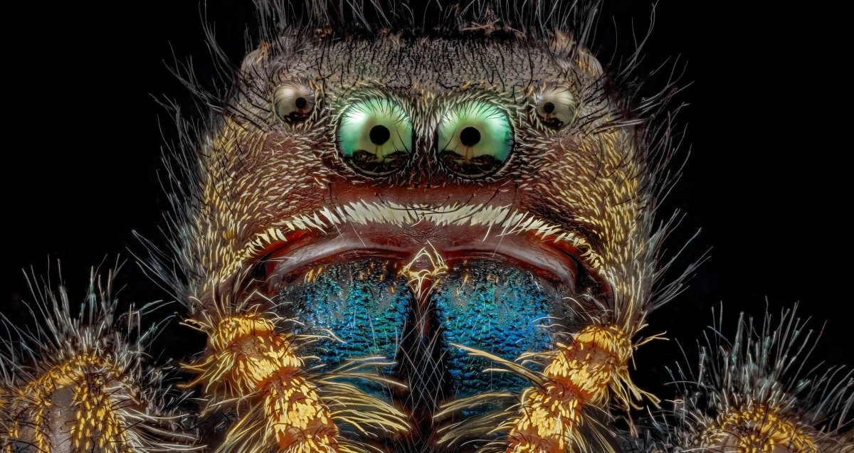 Una araña que parece sorprendida protagoniza esta curiosa imagen