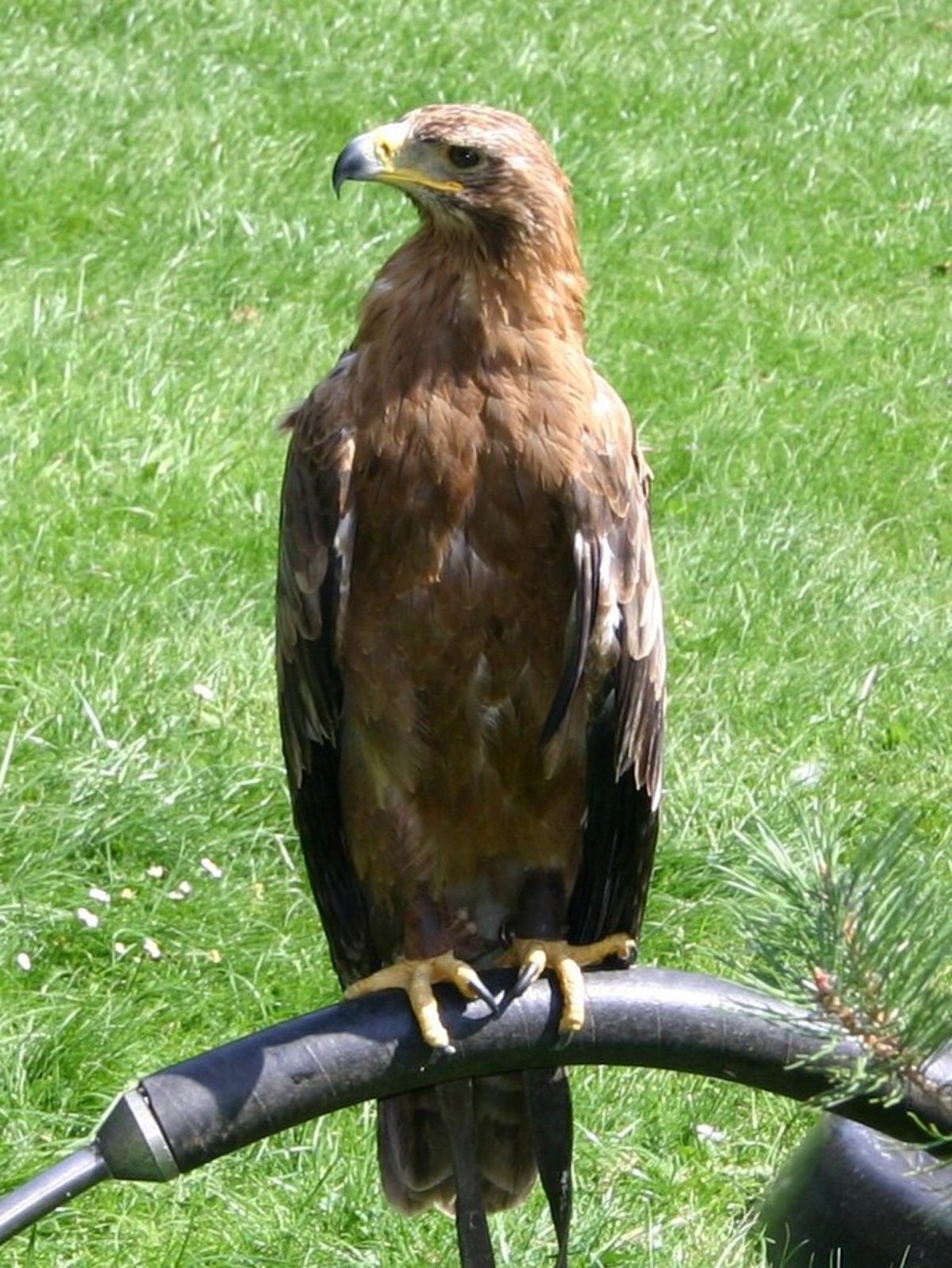 Águila esteparia