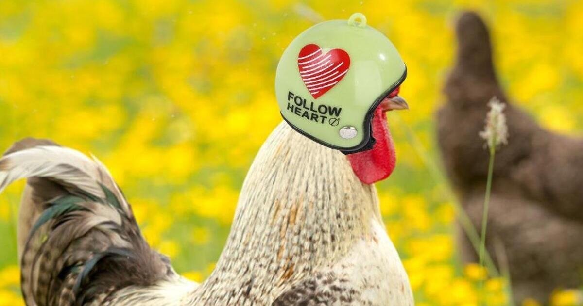 La misteriosa moda viral de los cascos para pollo, un bizarro accesorio que ya encuentras en tiendas en España