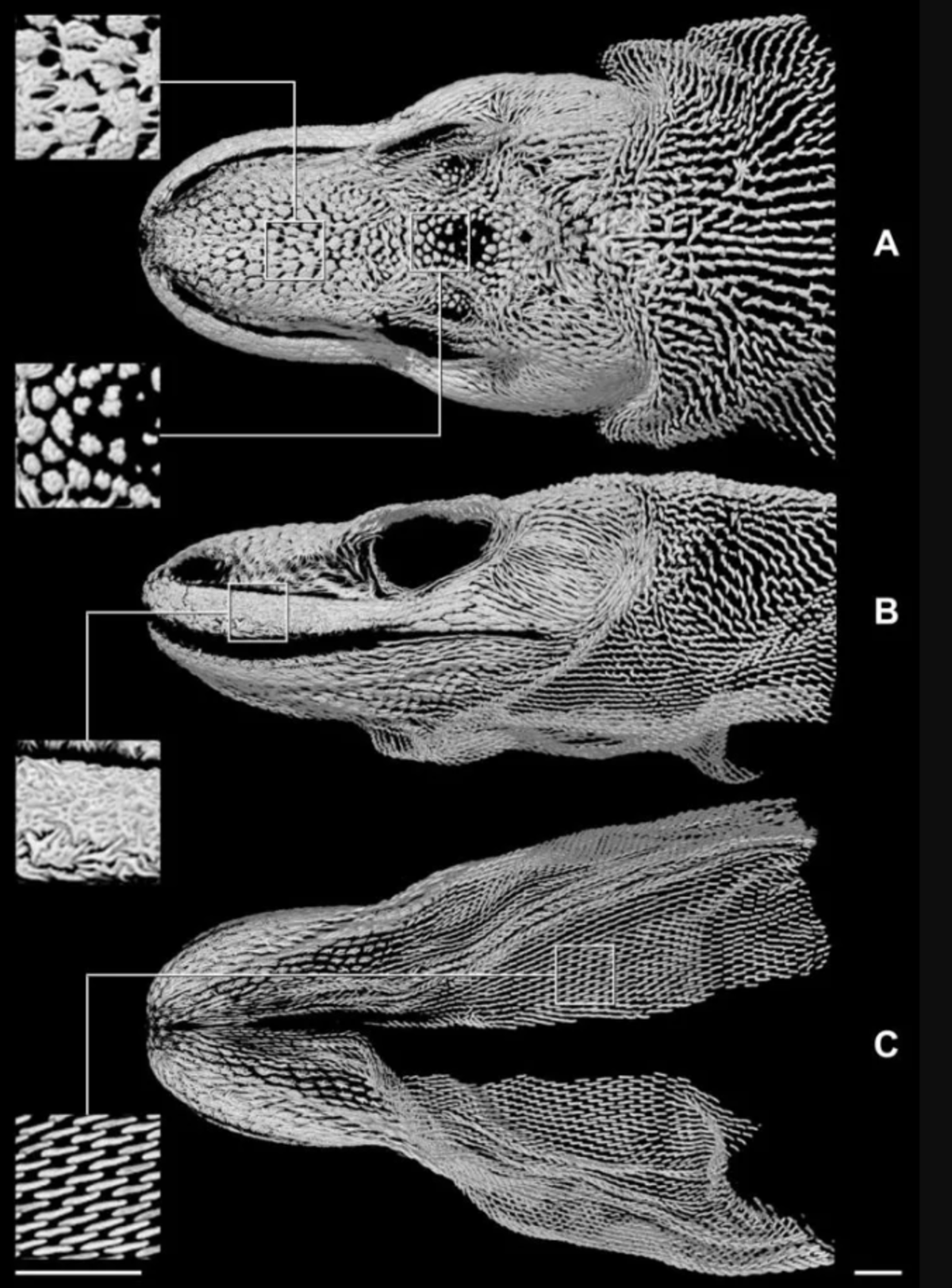 Komodo dragon scan