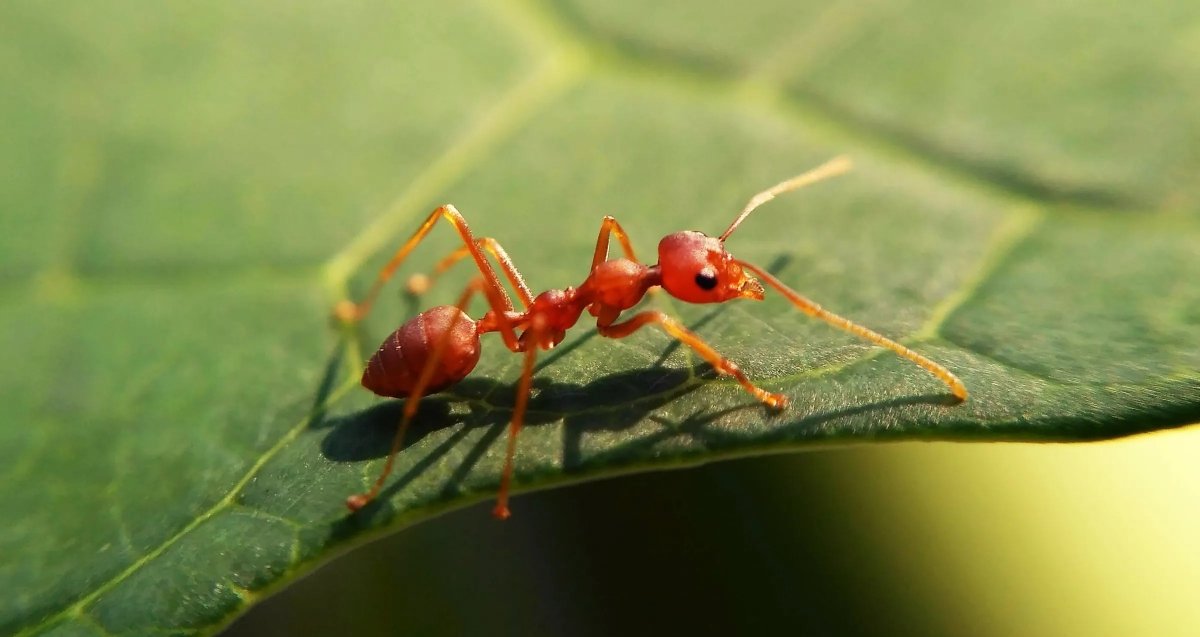 Estas hormigas de fuego tienen una terrible picadura y amenazan a la población y fauna de Hawái