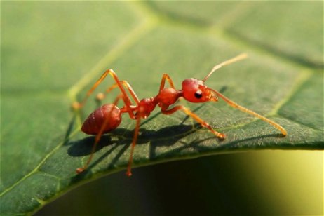 Alerta en Hawái: las hormigas de fuego amenazan a población, incluso en sus sueños