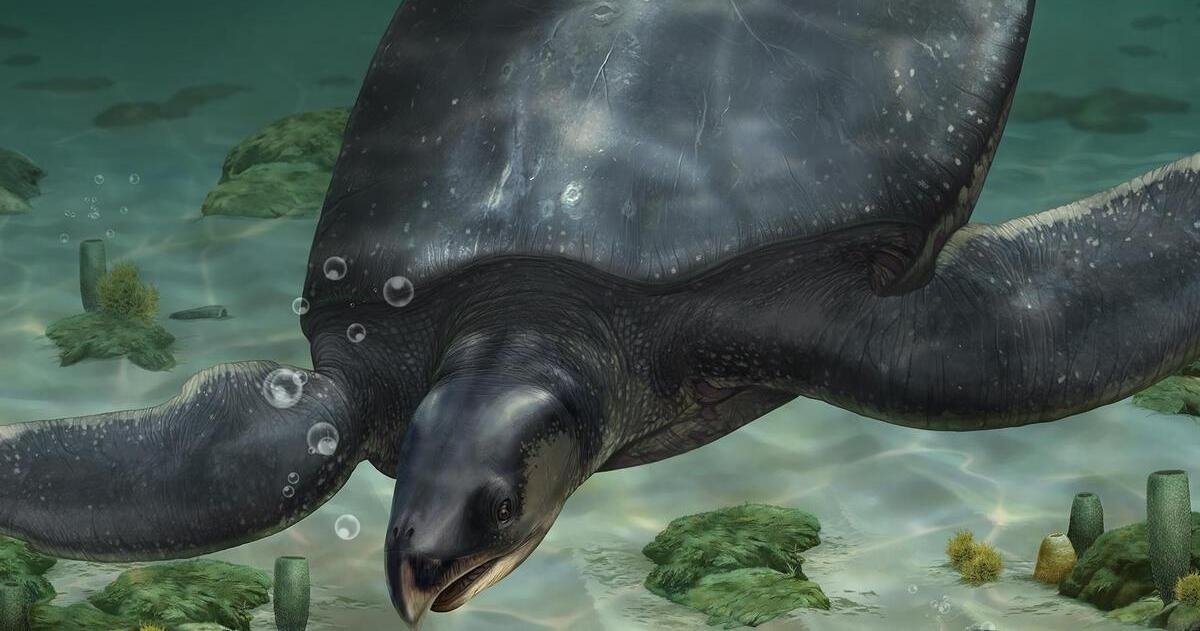 Una tortuga del tamaño de un hipopótamo: un equipo español descubre el fósil de este titán del Cretácico