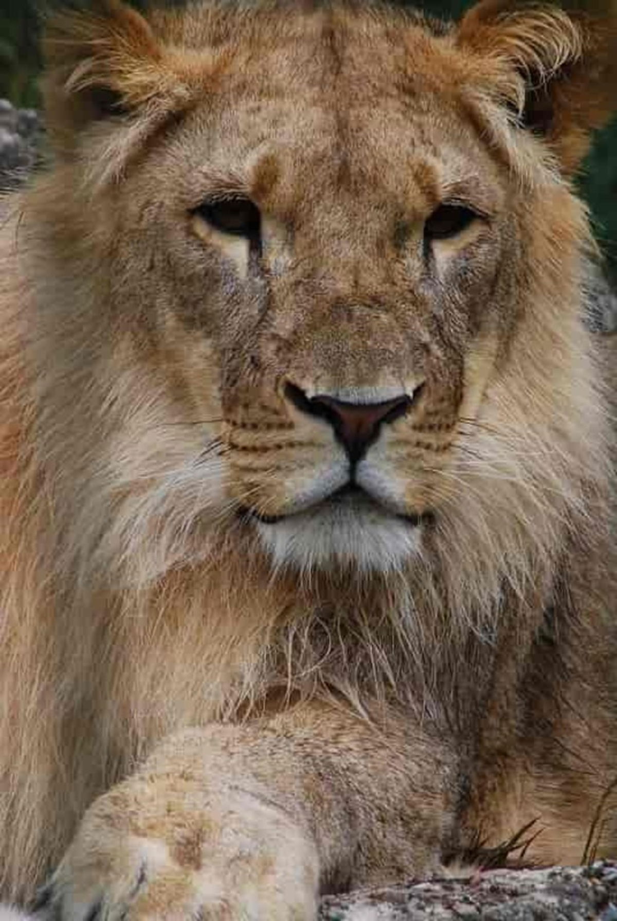 Todas las mezclas y cruces de tigres y leones: ligre, tigrón y más