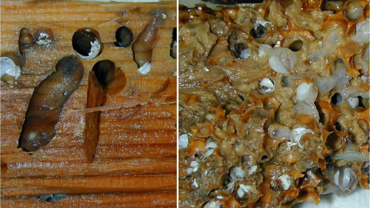 Imagen donde se aprecian los agujeros excavados en la madera por estas almejas y como éstos acaban repletos de sus desechos