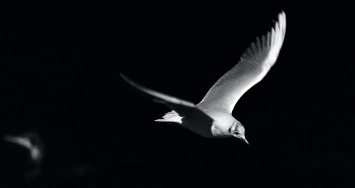 Las gaviotas han servido de inspiración para un método teórico de viajes interestelares