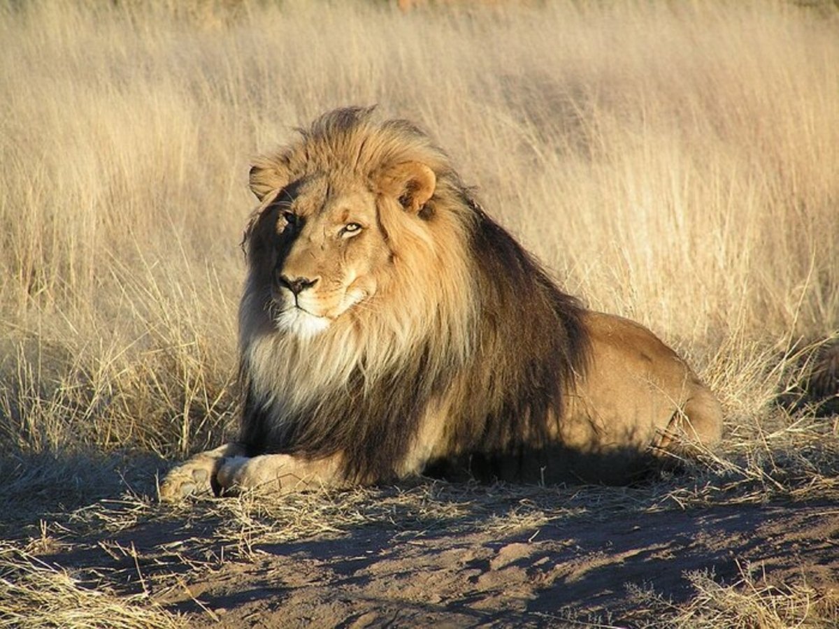león africano