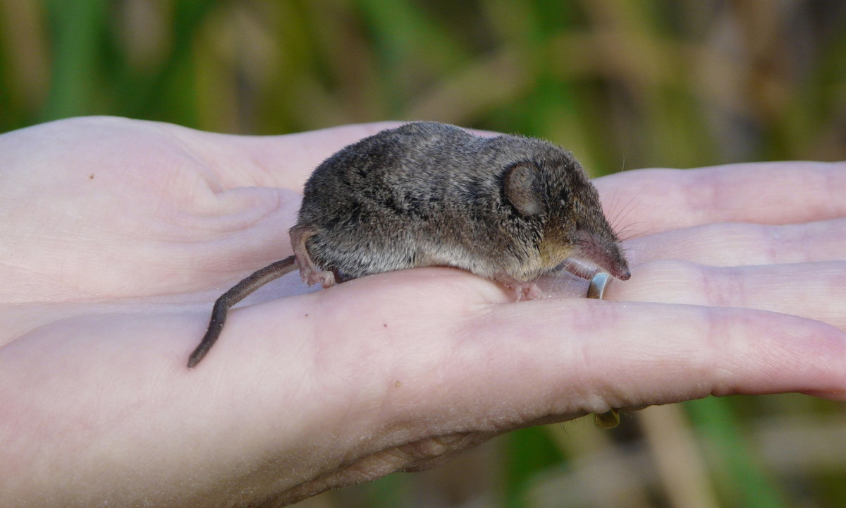El fenómeno Dehnel: un extraño superpoder gracias al cual algunos animales pueden encoger su propio cerebro