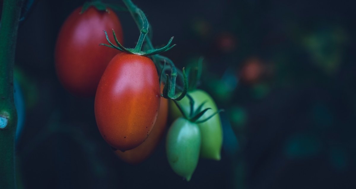 Planting tomatoes in space is a reality thanks to NASA