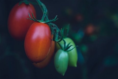 La NASA tiene un huerto en la ISS, y su nueva plantación de tomates cósmicos tiene muy buena pinta