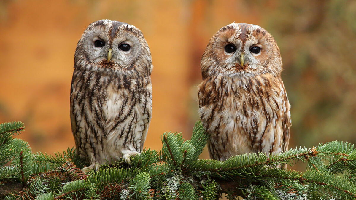Adapt Or Die: These 5 Species Have Recently Evolved To Adapt To Their Environment 3 Adapt Or Die: These 5 Species Have Recently Evolved To Adapt To Their Environment
