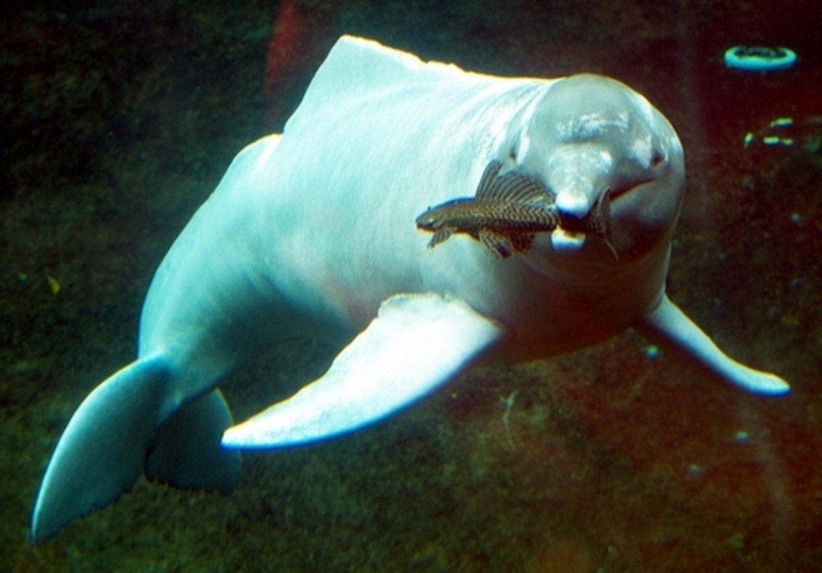 Delfin-rosado