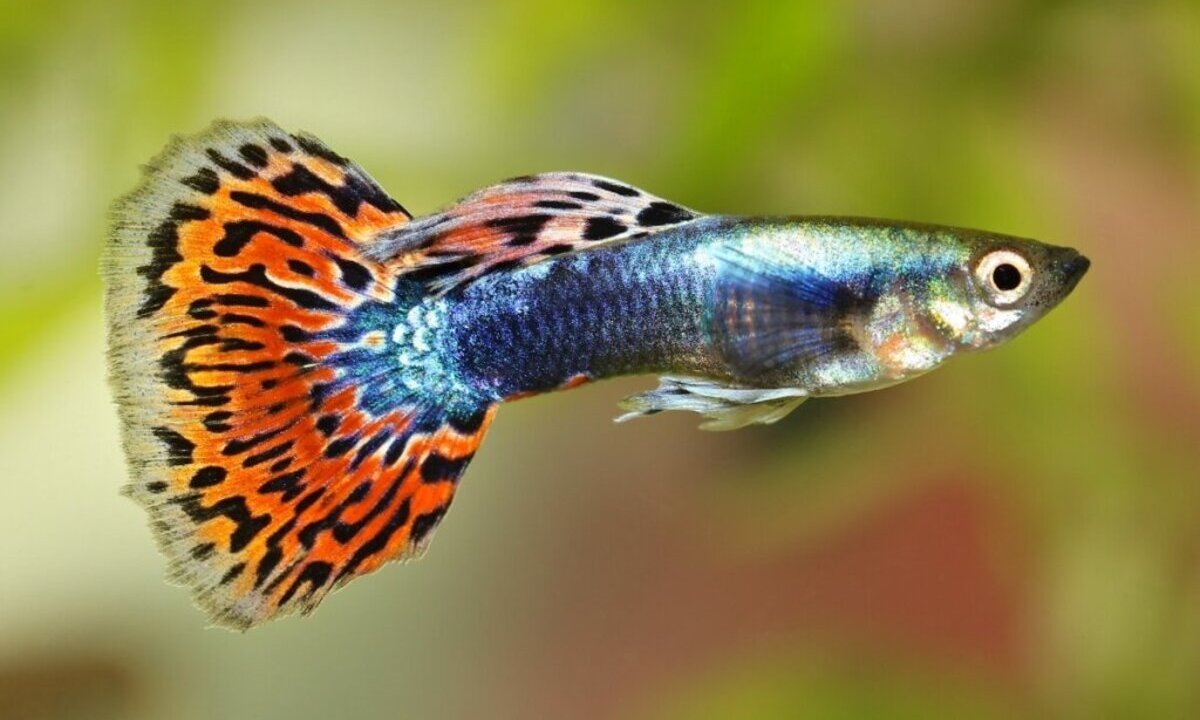 Adapt Or Die: These 5 Species Have Recently Evolved To Adapt To Their Environment