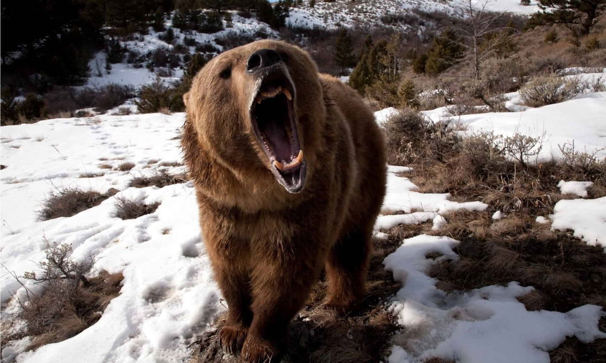 Él es "The Boss", un oso que ha matado a toda su competencia y sobrevivió tras ser atropellado por un tren