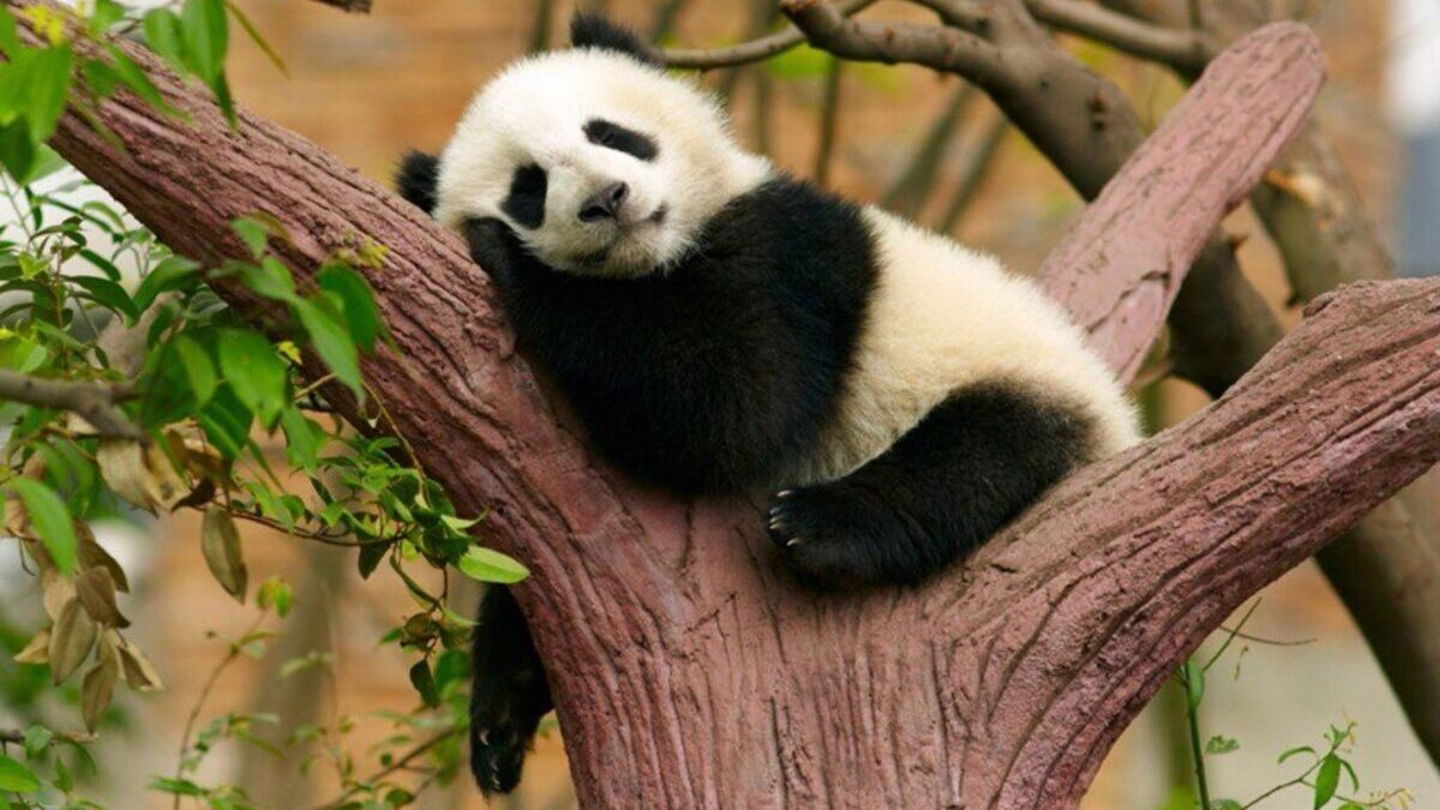 Un oso panda durmiendo en un árbol