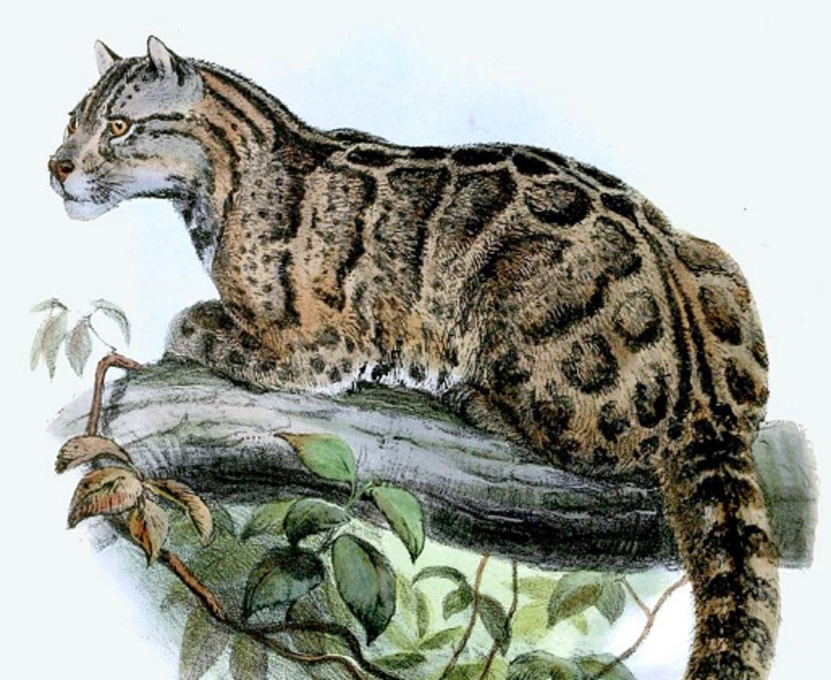 Pantera nebulosa de Taiwan