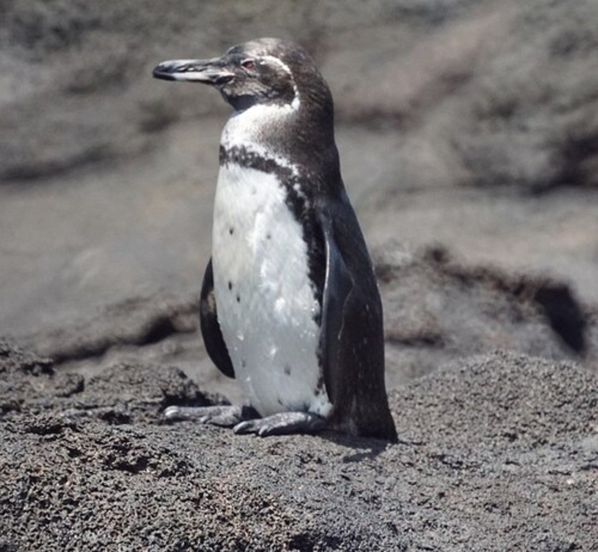 Pinguino-de-las-galapagos