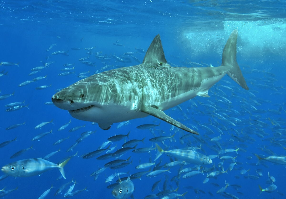 Un tiburón blanco rodeado de peces