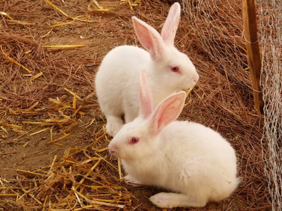 conejos-domésticos
