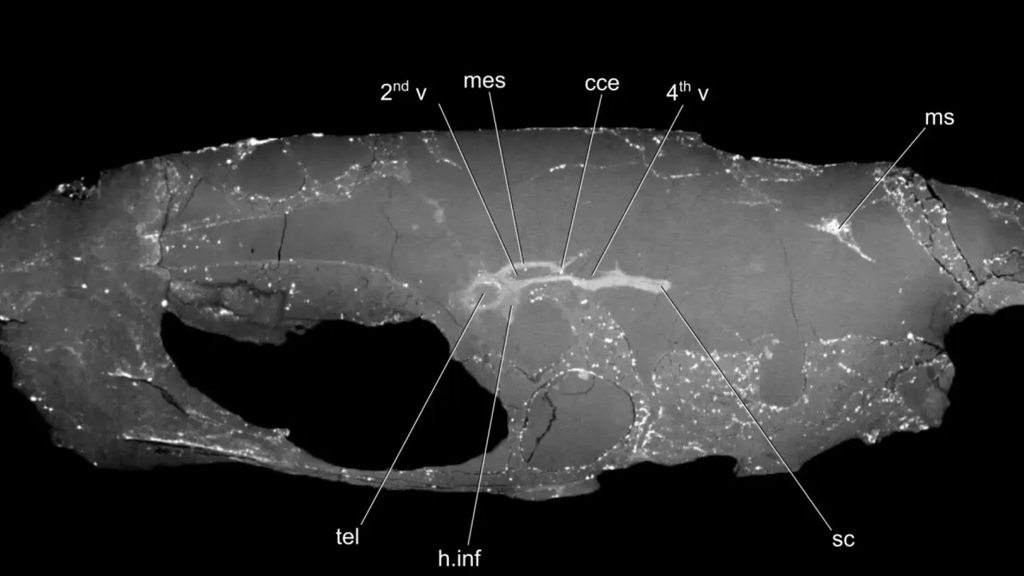 Imagen del escáner realizado a la cabeza del pez donde las líneas blancas muestran partes de su cerebro