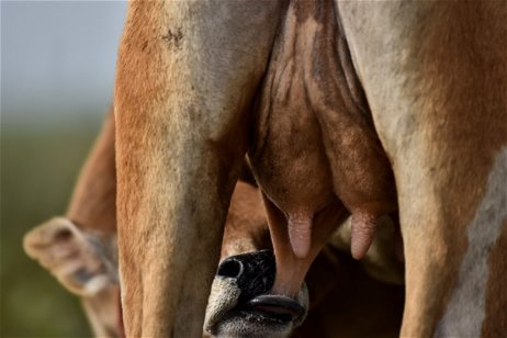China afirma afirma haber clonado a tres 'super vacas', dan más leche y son excepcionales