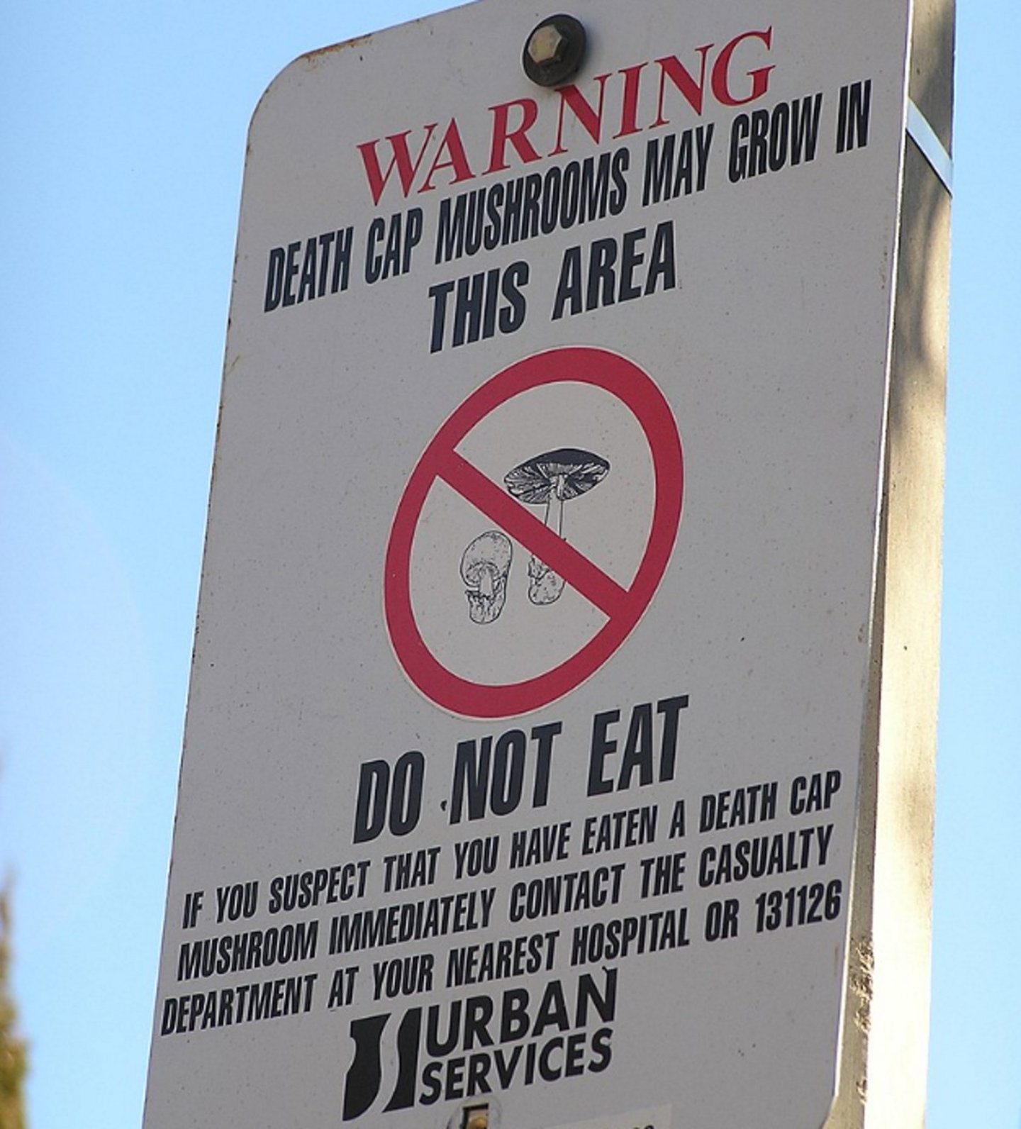 Advertencia ante setas venenosas