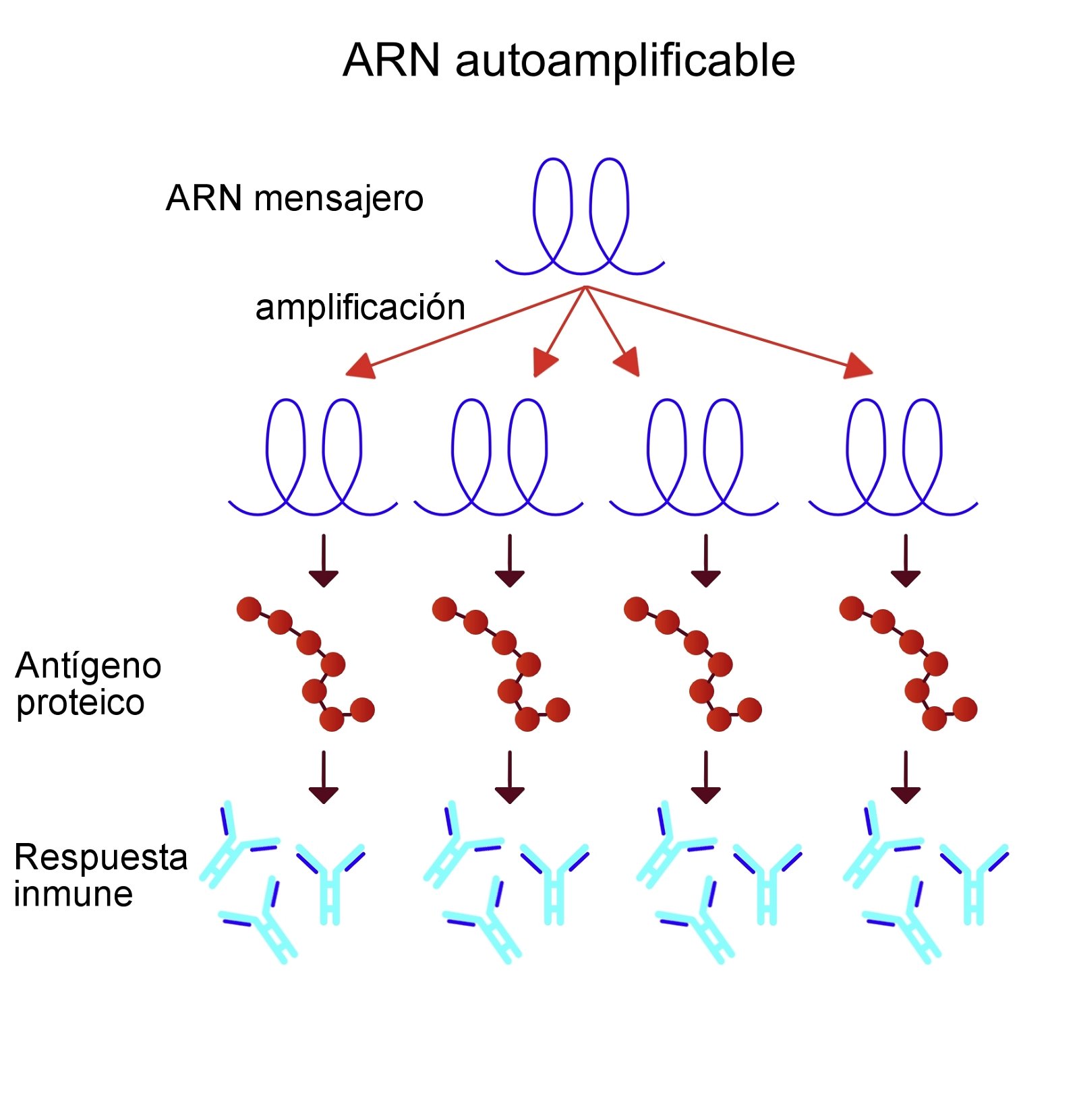 ARN-mensajero-biobots
