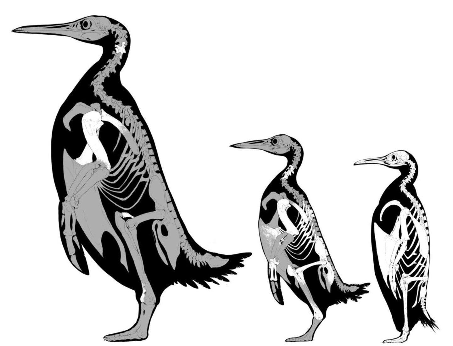 El Kumimanu fordyce fue un pingüino que vivió en la Tierra