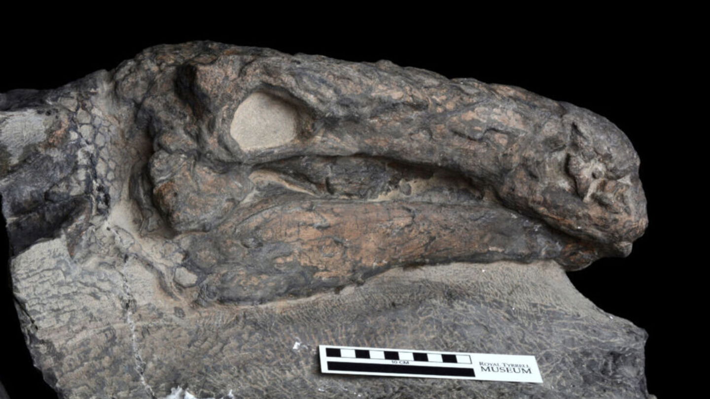 Los restos de un dinosaurio