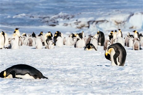 Los pingüinos no son paticortos, están haciendo sentadillas: es un rasgo evolutivo que les permite nadar mejor