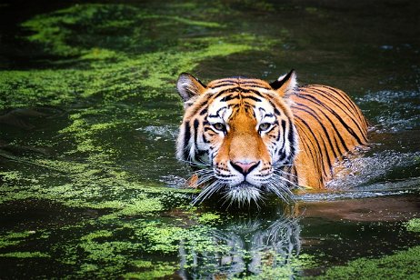 14 animales de la selva en peligro de extinción