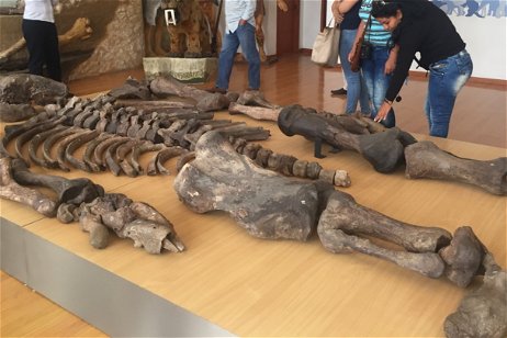 Parecía un gigante, pero este esqueleto de 7 metros pertenece a un curioso animal extinto