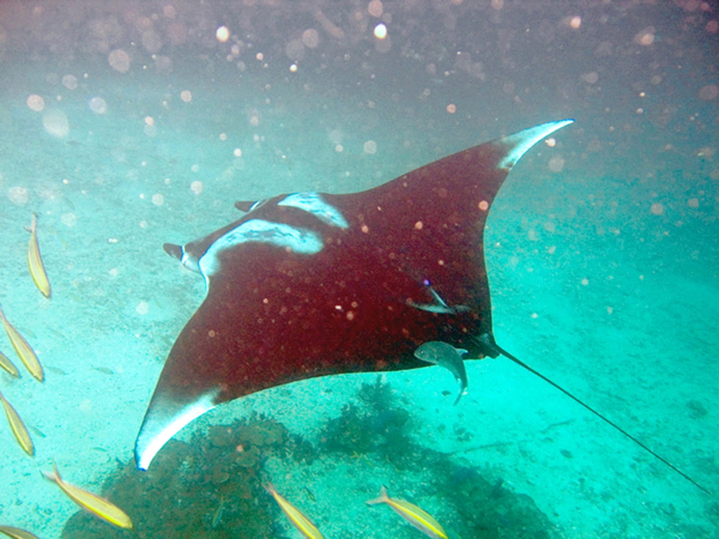 manta gigante