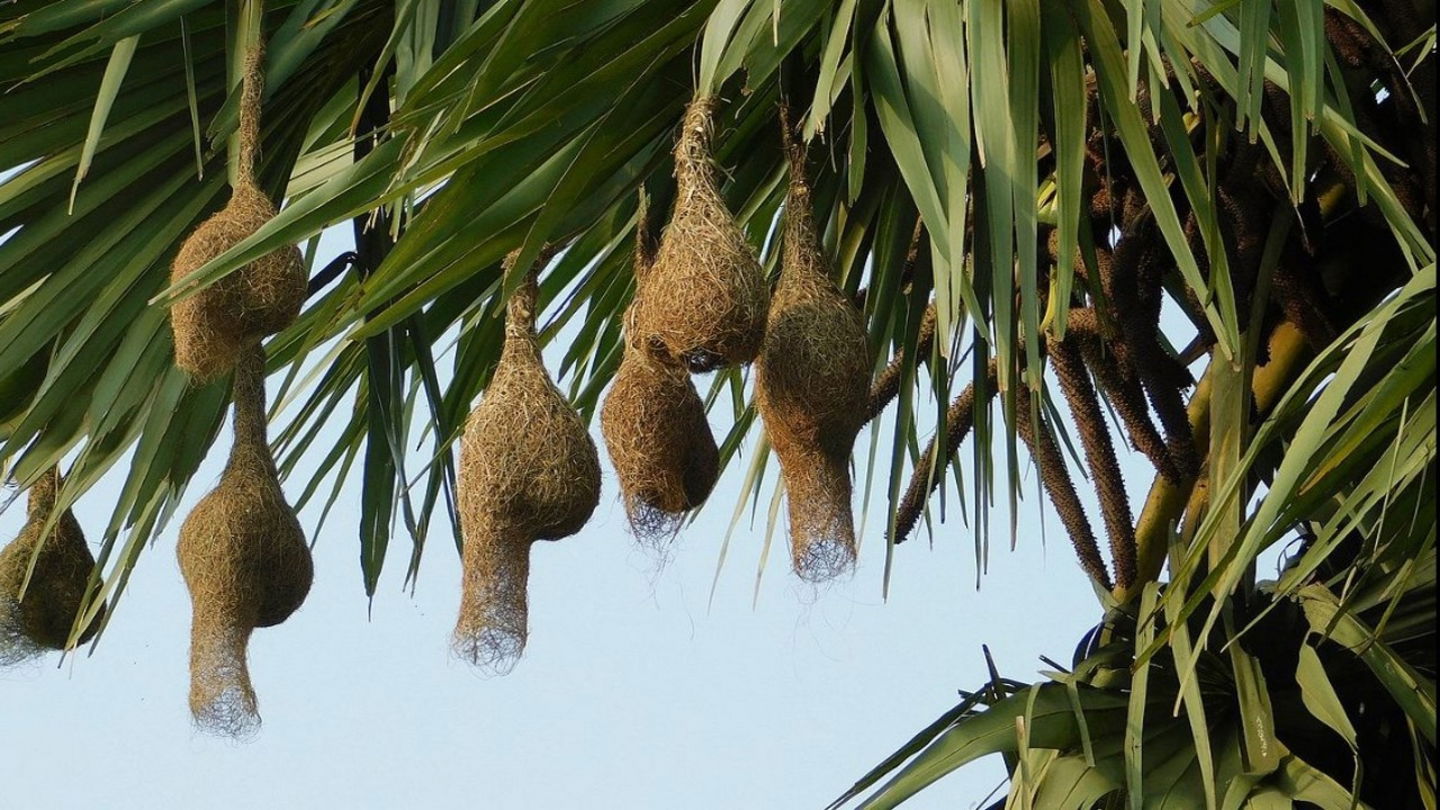 Nidos de pajaros tejedores